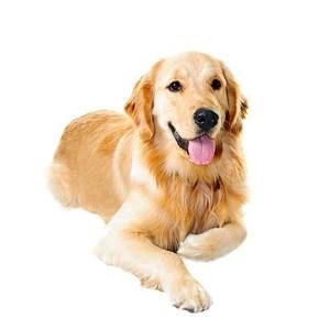 Meet your Posher, Darlene